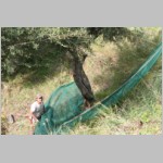 125 ..dann am Hang die Netze gezerrt, ....JPG 125 ..dann am Hang die Netze gezerrt, ....JPG